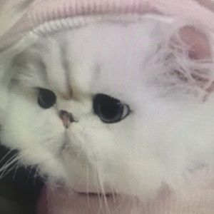 Meet your Posher, Markus